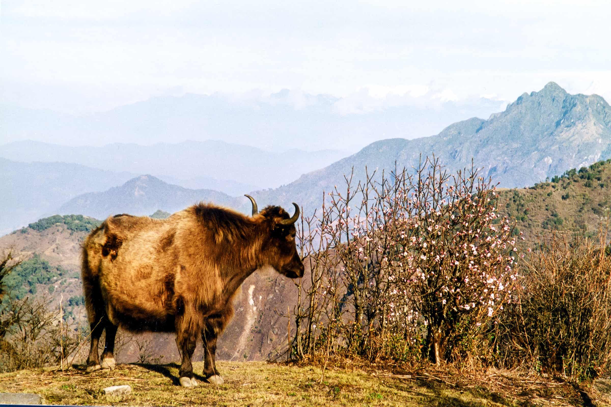 sikkim.ch | Nordostinidien und Sikkim Reisen - Bild zu Ihr Tor zu Nordorstindien, Bhutan und Sikkim