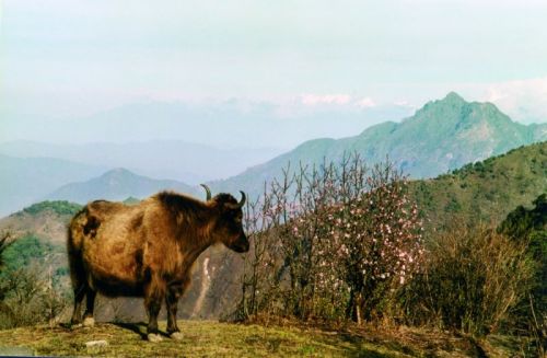 sikkim.ch Photos