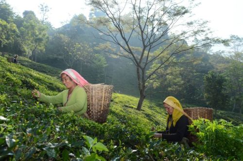 sikkim.ch Photos