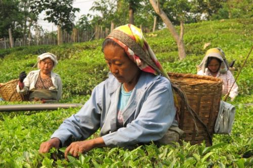 sikkim.ch Photos