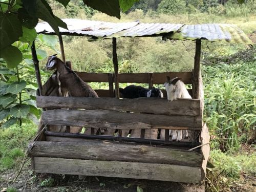 sikkim.ch Photos