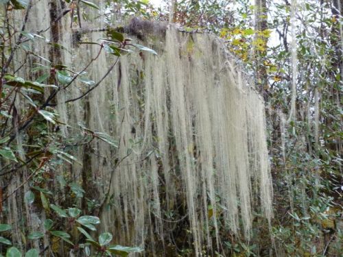 sikkim.ch Photos