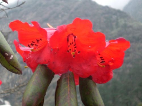 sikkim.ch Photos