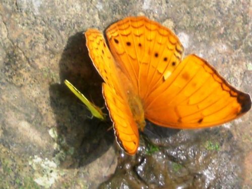 sikkim.ch Photos