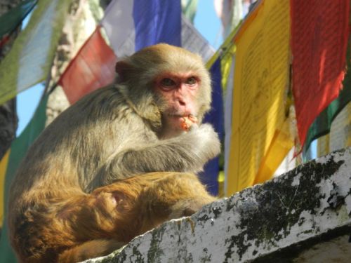 sikkim.ch Photos