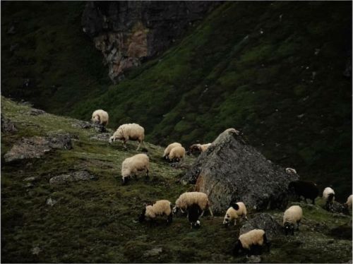 sikkim.ch Photos