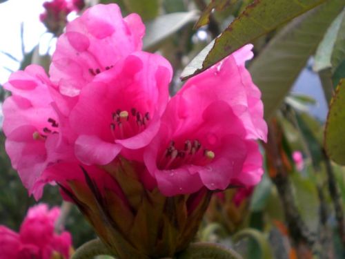sikkim.ch Photos