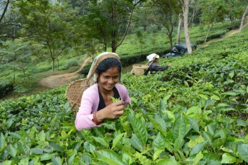 sikkim.ch Photos