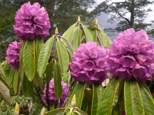 sikkim.ch Photos