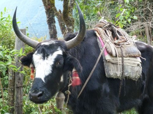 sikkim.ch Photos