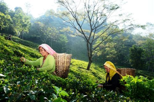 sikkim.ch Photos