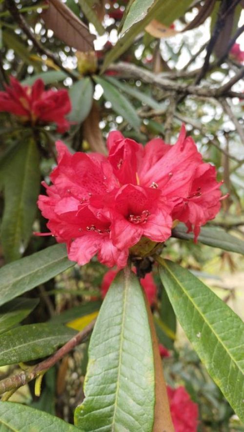 sikkim.ch Photos