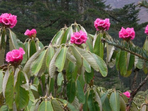 sikkim.ch Photos