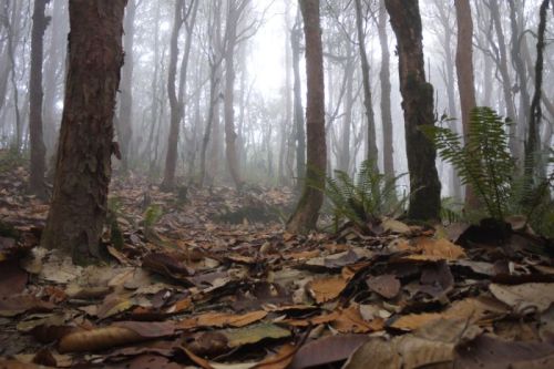 sikkim.ch Photos