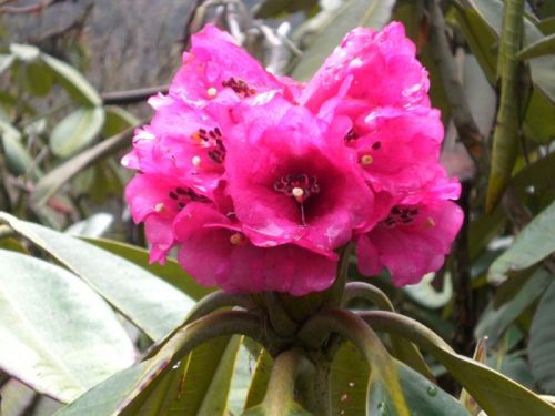 sikkim.ch Photos