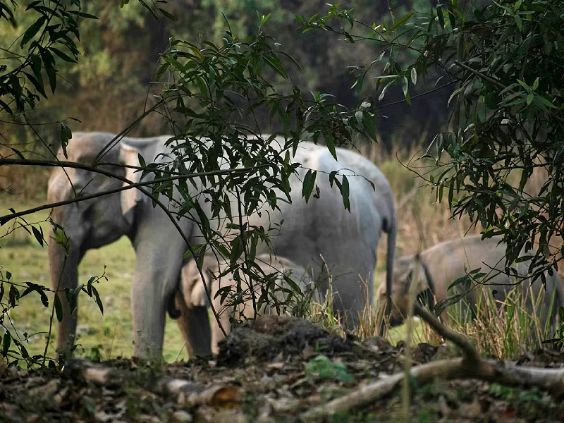 Kaziranga National Park Tour in Assam Image