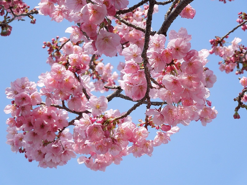 Spring: March to the beginning of June