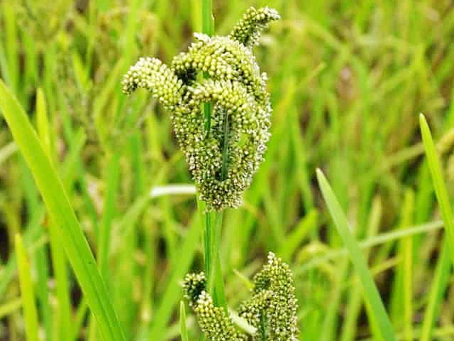 HIRSE SAMEN CHANG Image