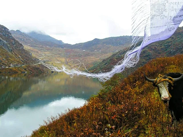 Vegetation zones in the Himalayas Image