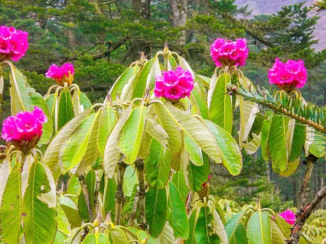 Rhododendron hodgsonii Hook on the route to the lake image