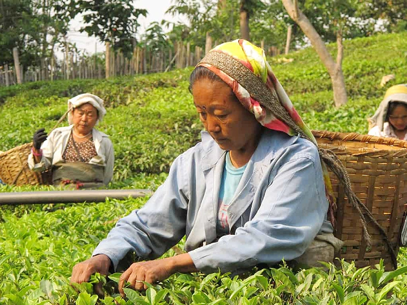 	
Darjeeling in style Image