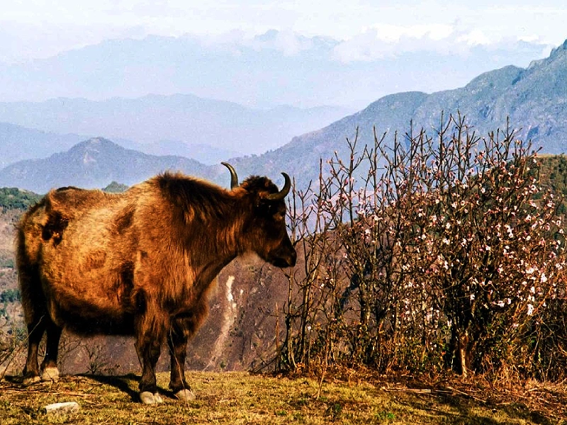 Darjeeling Sherpa Phalut trekking