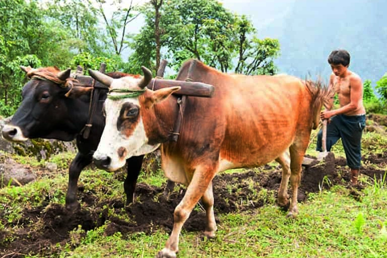 Sikkim, the south and west Image