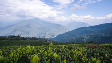sikkim.ch | Nordostinidien und Sikkim Reisen - Bild zu Darjeeling & Kalimpong