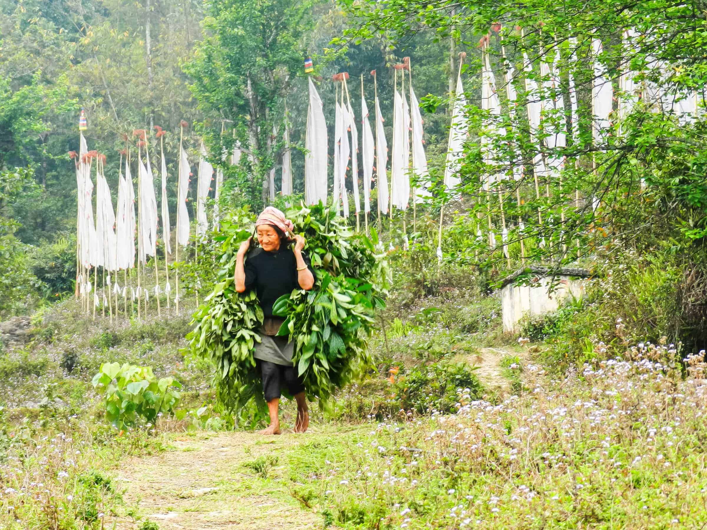 Bild History and peoples of Sikkim 2 sikkim.ch | Nordostinidien und Sikkim Reisen - Bild zu History and peoples of Sikkim