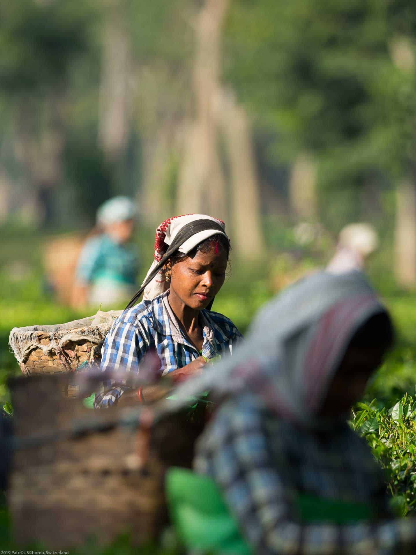 sikkim.ch | Nordostinidien und Sikkim Reisen - Bild zu Nagaland - Travelogue of tea plantations and the Hornbill Festival - Information for your trip to India